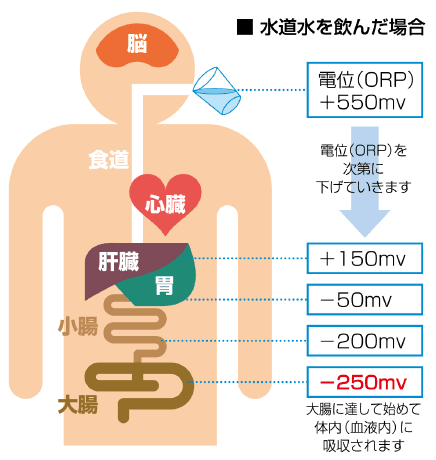 還元水で健康生活 3 水道水を飲んだ場合